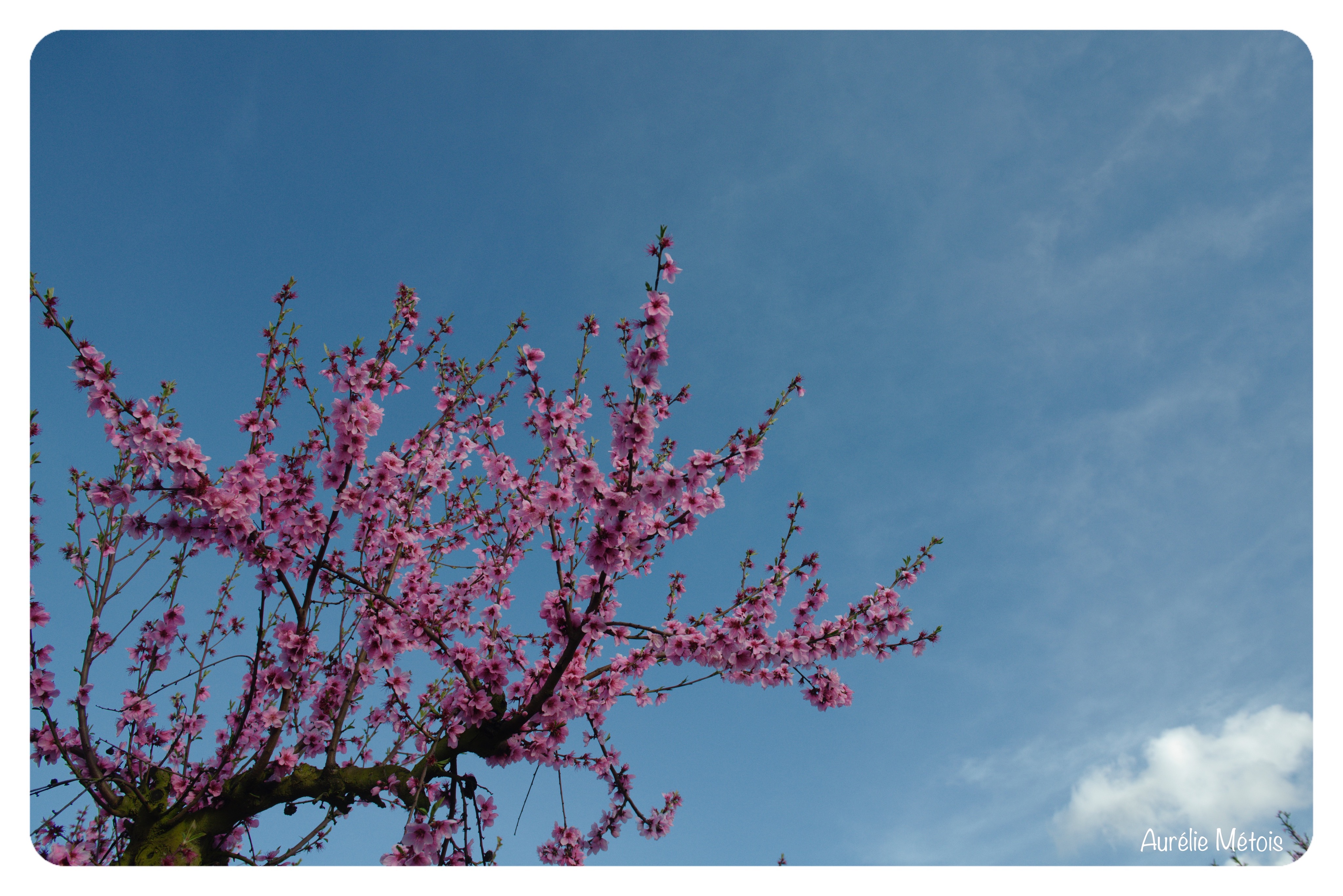2021-03-14 - Flowers Beaupuy - © Aurelie Metois _AME6008_DxO_Fotor