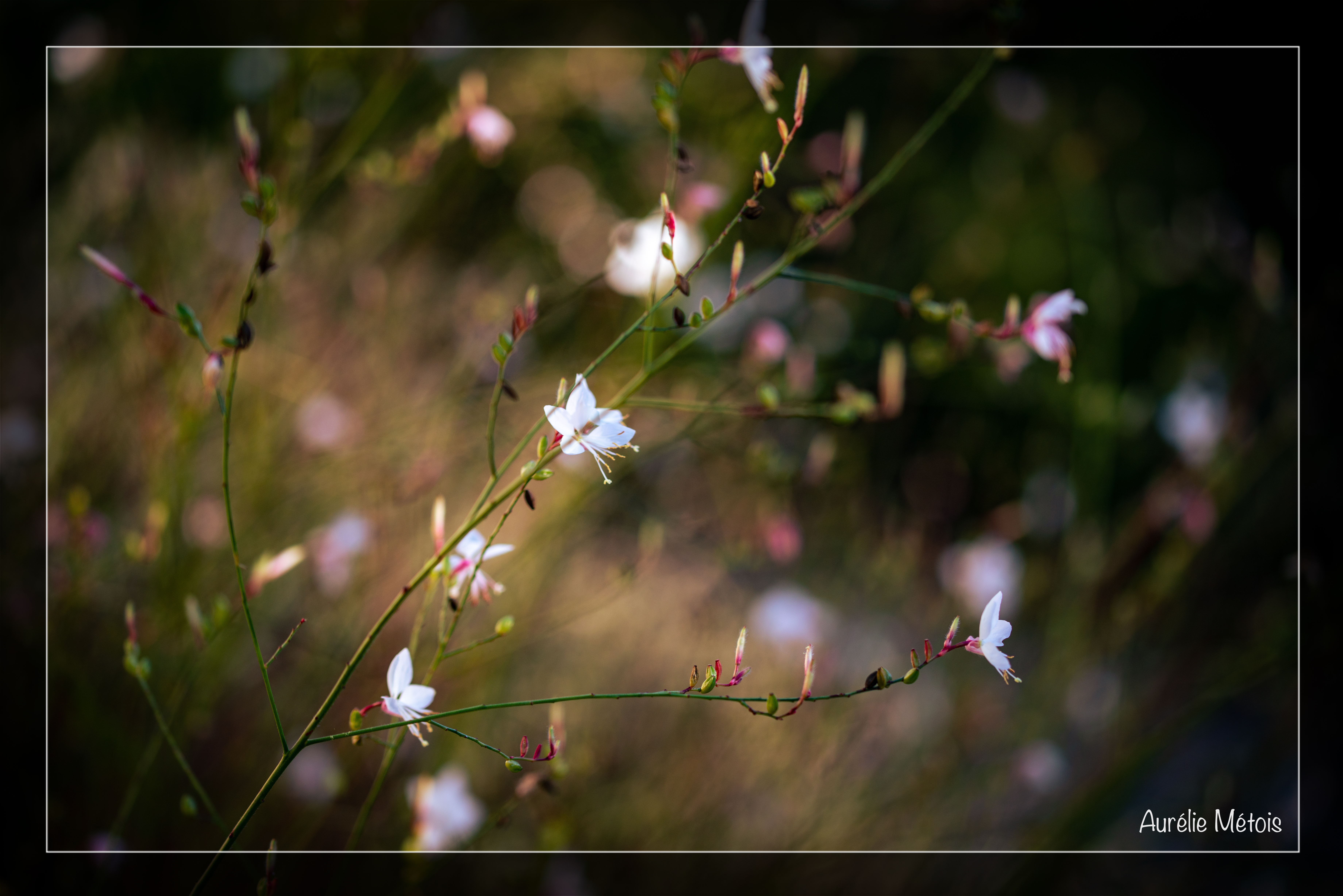 2021-09-30 - Automne © Aurelie METOIS-6734
